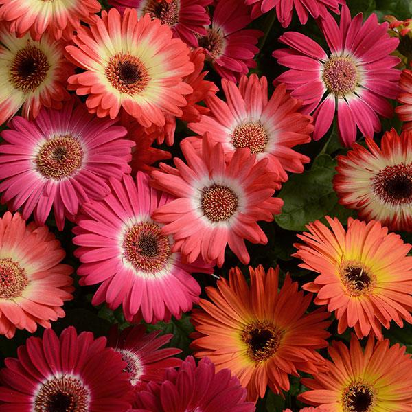 Gerbera jamsonii <br>GERBERA DAISY SELECT BICOLOR MIX