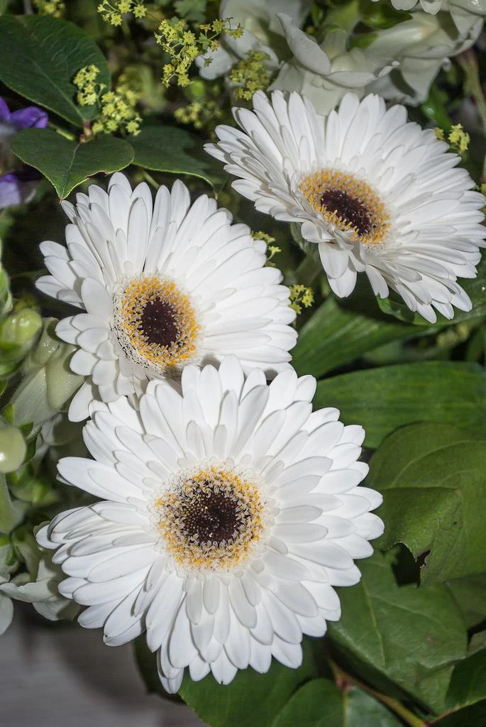 Gerbera jamsonii <br>GERBERA WHITE WITH DARK EYE