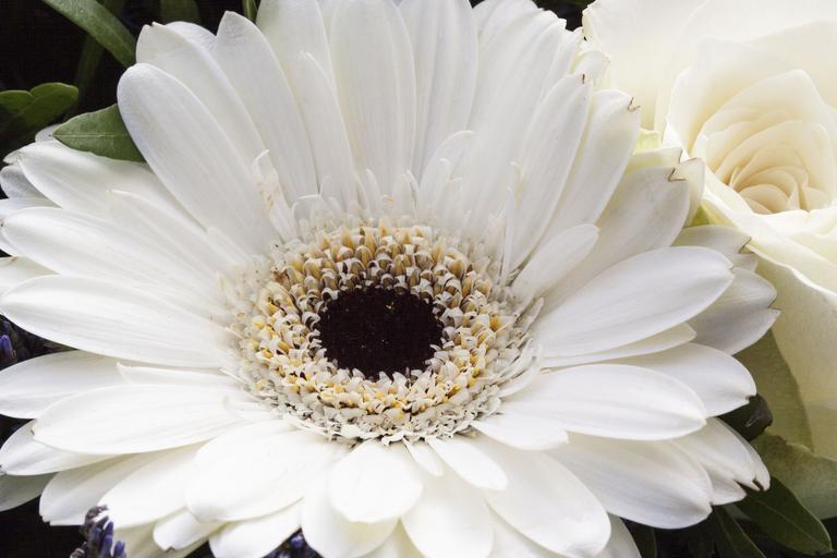 Gerbera jamsonii <br>GERBERA WHITE WITH DARK EYE - Image 2