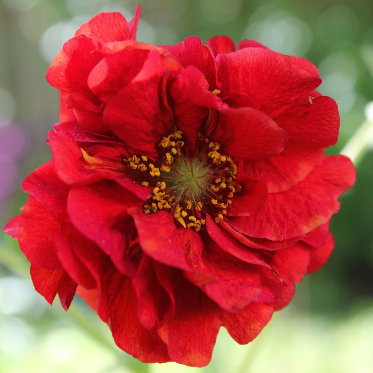 Geum chiloense <br>AVENS BLAZING SUNSET, RED DRAGON