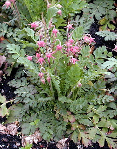 Geum triflorum <br>PRAIRIE SMOKE, AVENS - Image 3