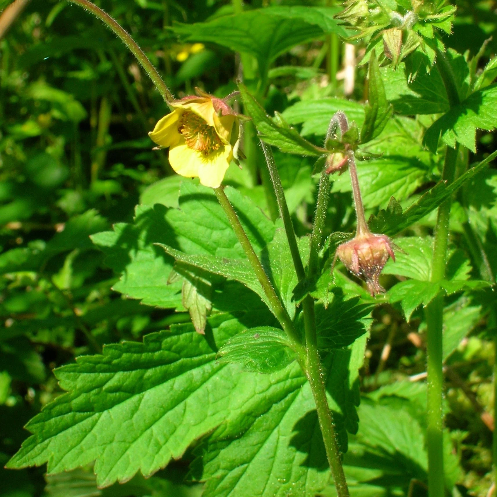 Geum urbanum <br>WOOD AVENS, HERB BENNET