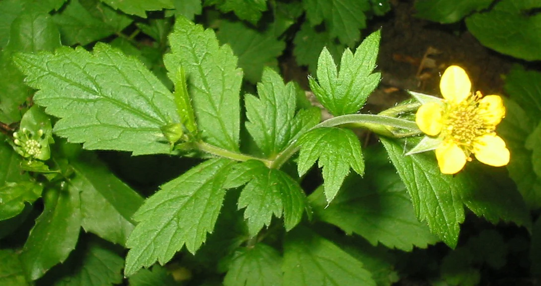 Geum urbanum <br>WOOD AVENS, HERB BENNET - Image 3