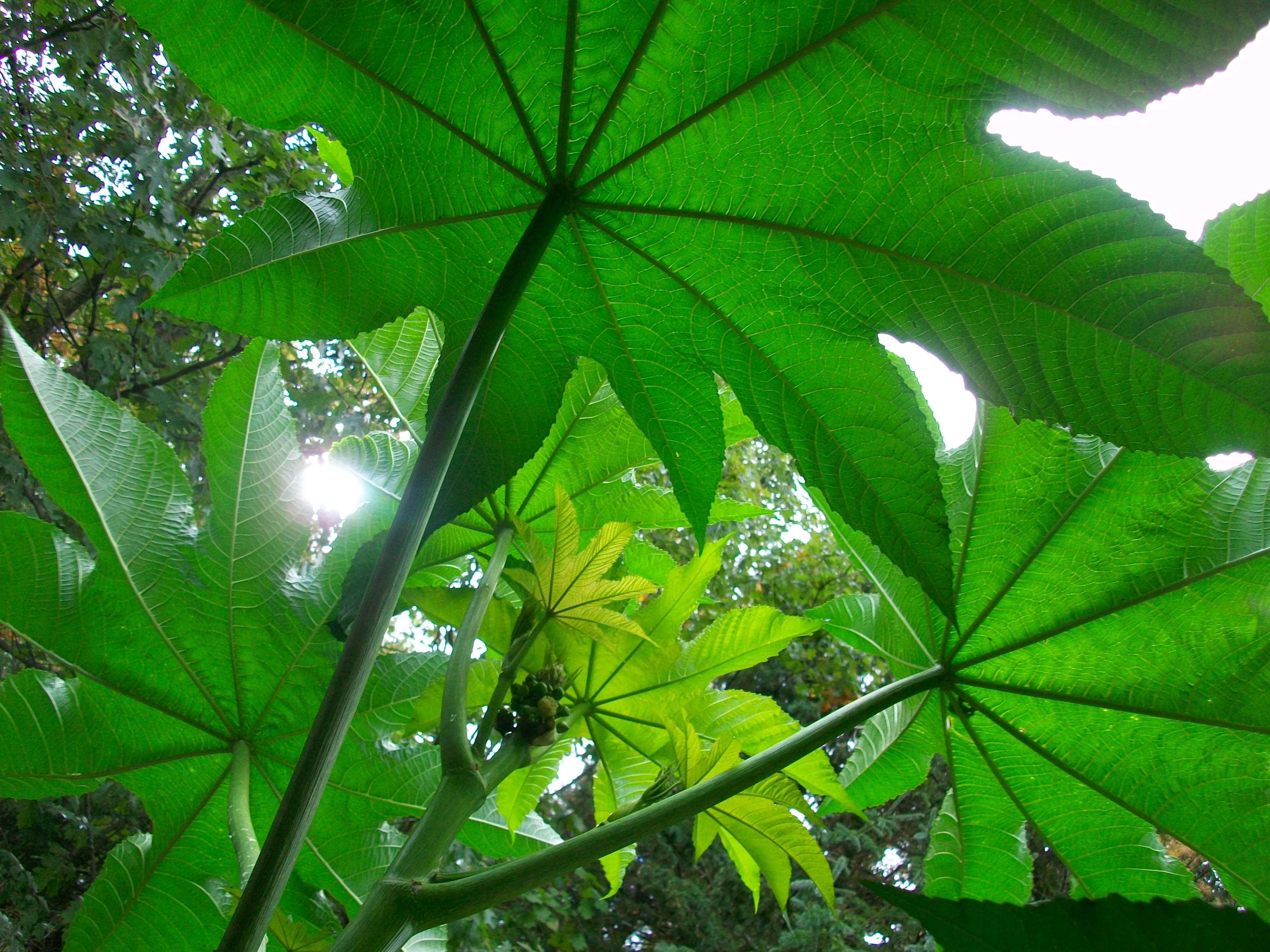 Ricinus zanzibarensis <br>GIANT CASTOR BEAN
