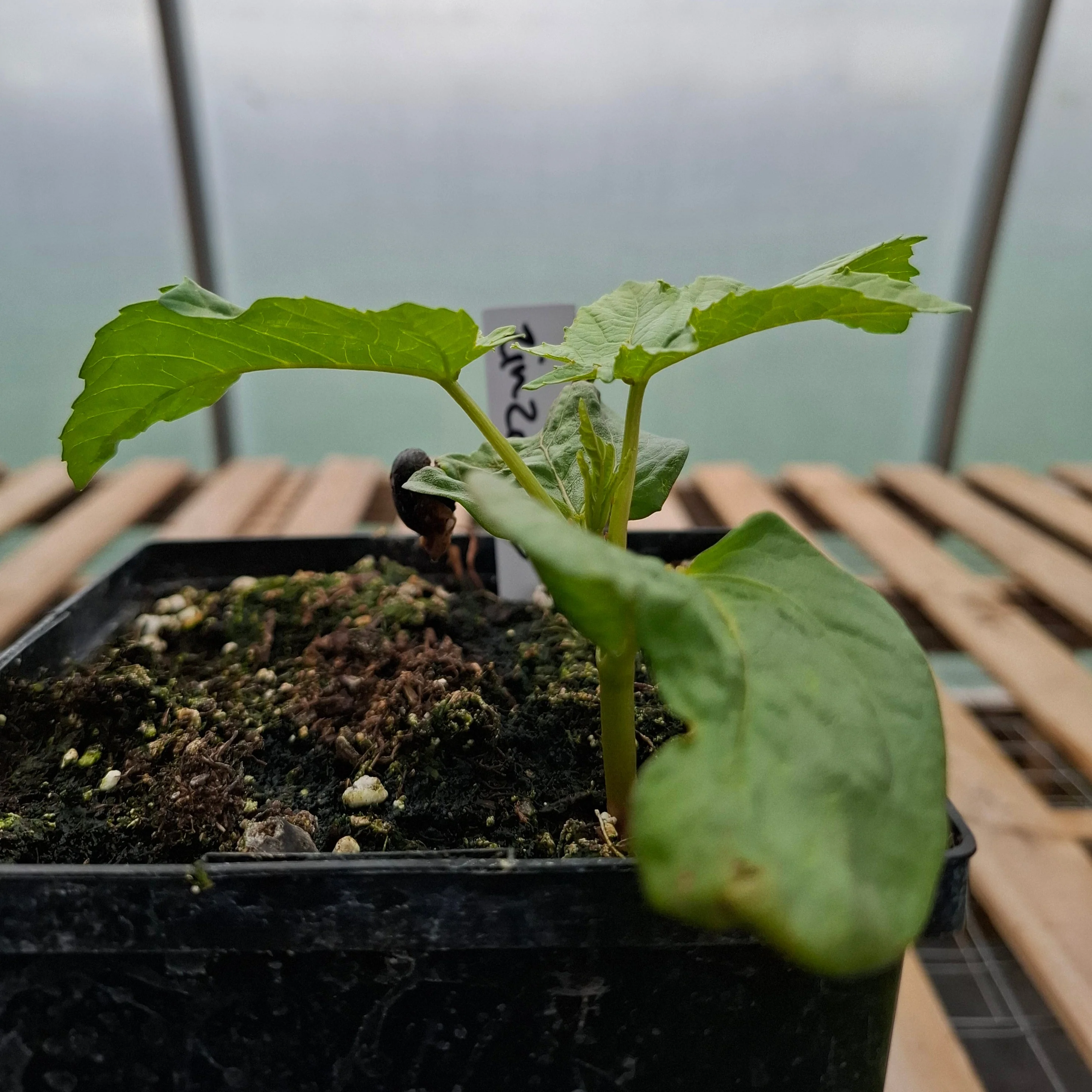 Ricinus zanzibarensis <br>GIANT CASTOR BEAN - Image 3