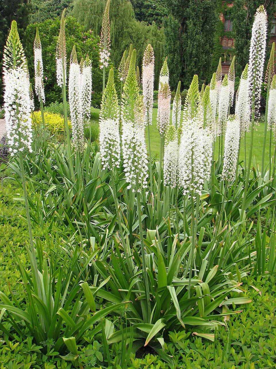 Eremurus robustus <br>GIANT WHITE FOXTAIL LILY, DESERT CANDLE