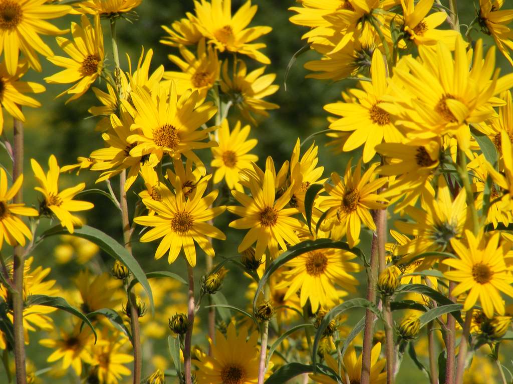 Helianthus maximiliani <br>SUNFLOWER GIANT MAXIMILLAN'S