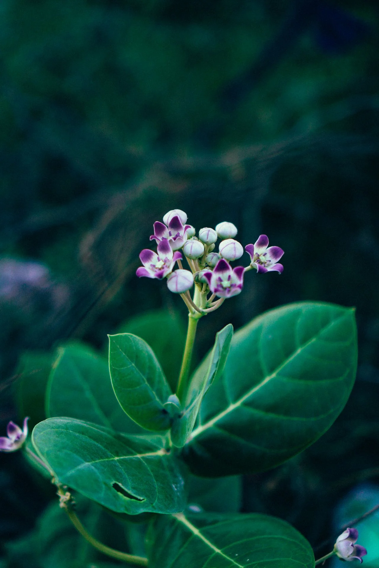 Calotropis gigantea <br>GIANT MILKWEED, CROWN FLOWER - Image 10