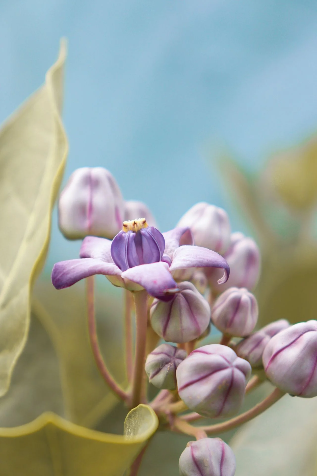 Calotropis gigantea <br>GIANT MILKWEED, CROWN FLOWER - Image 11
