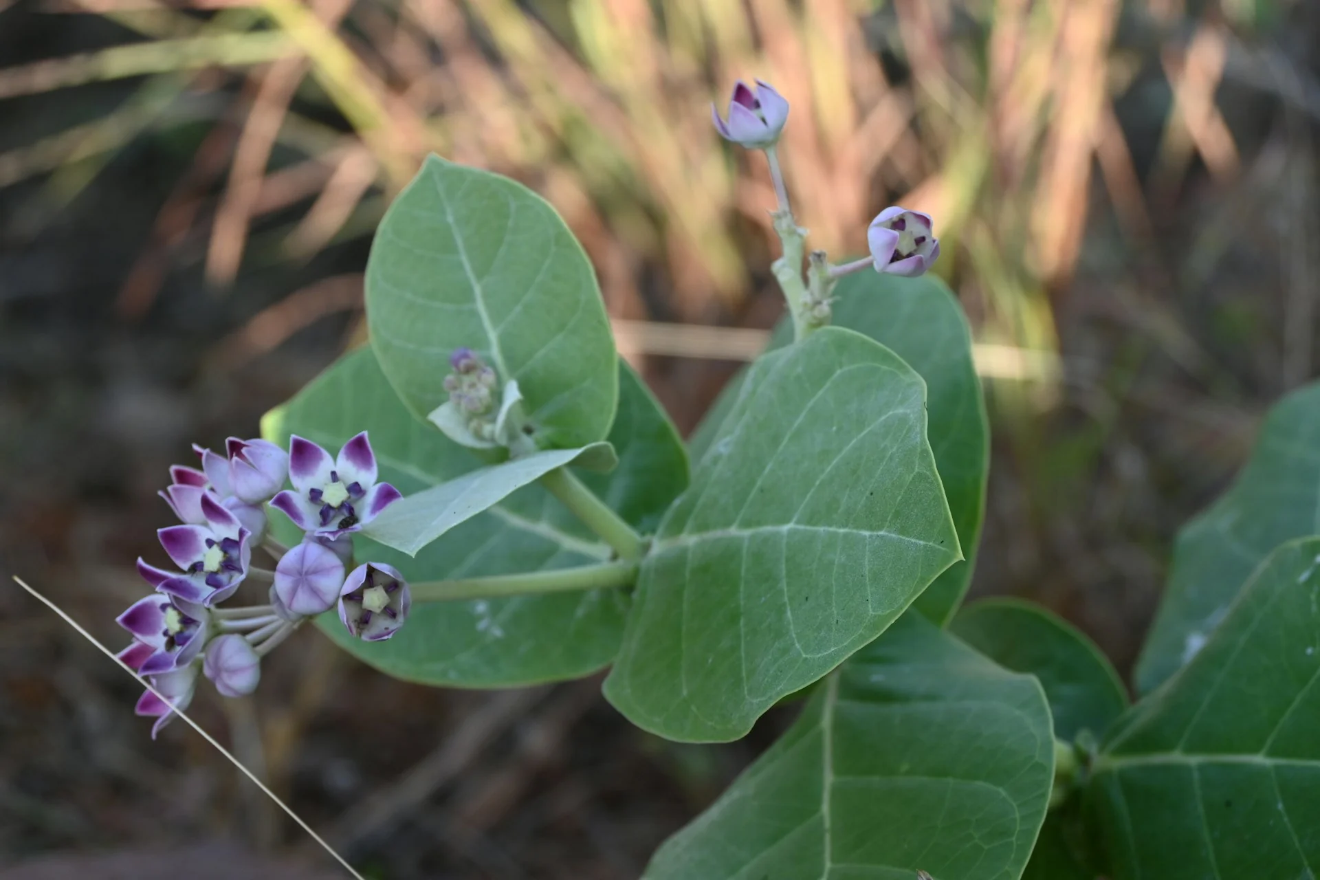 Calotropis gigantea <br>GIANT MILKWEED, CROWN FLOWER - Image 12