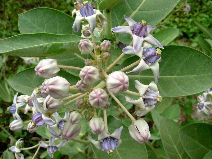 Calotropis gigantea <br>GIANT MILKWEED, CROWN FLOWER - Image 13