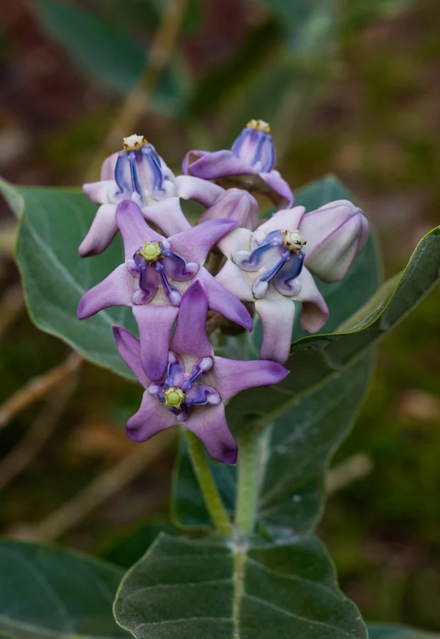 Calotropis gigantea <br>GIANT MILKWEED, CROWN FLOWER - Image 2
