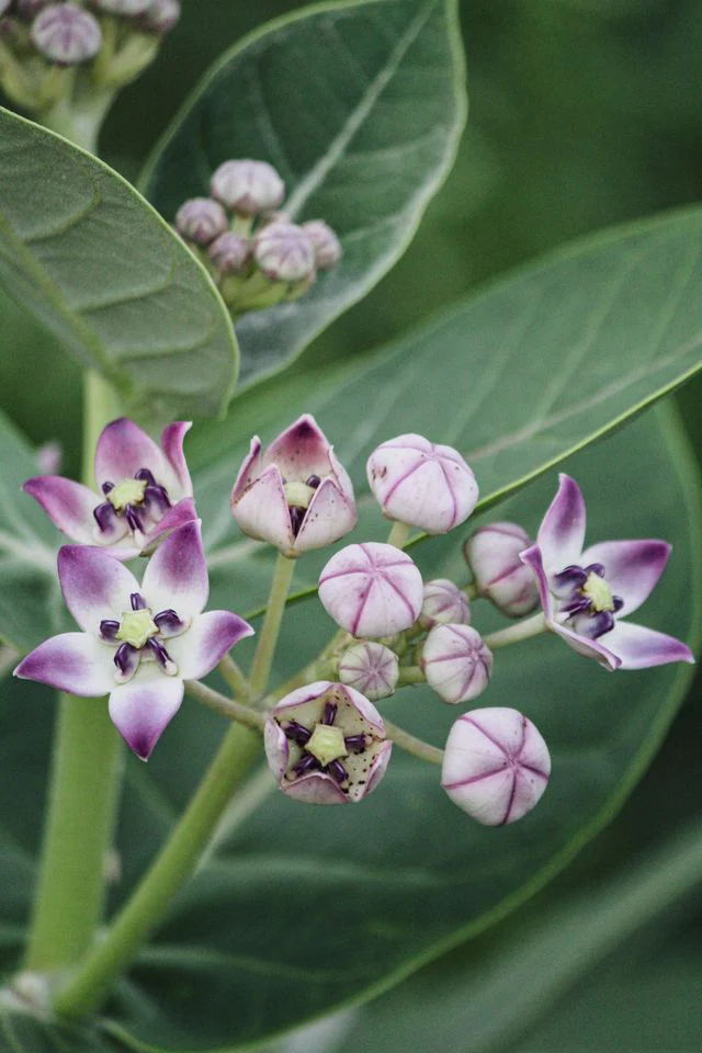 Calotropis gigantea <br>GIANT MILKWEED, CROWN FLOWER - Image 3