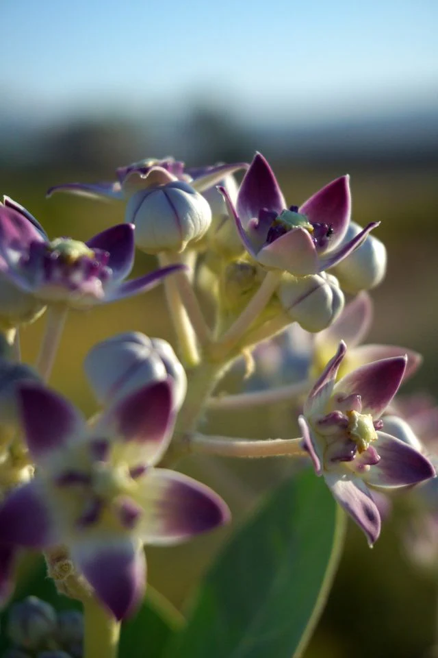Calotropis gigantea <br>GIANT MILKWEED, CROWN FLOWER - Image 4