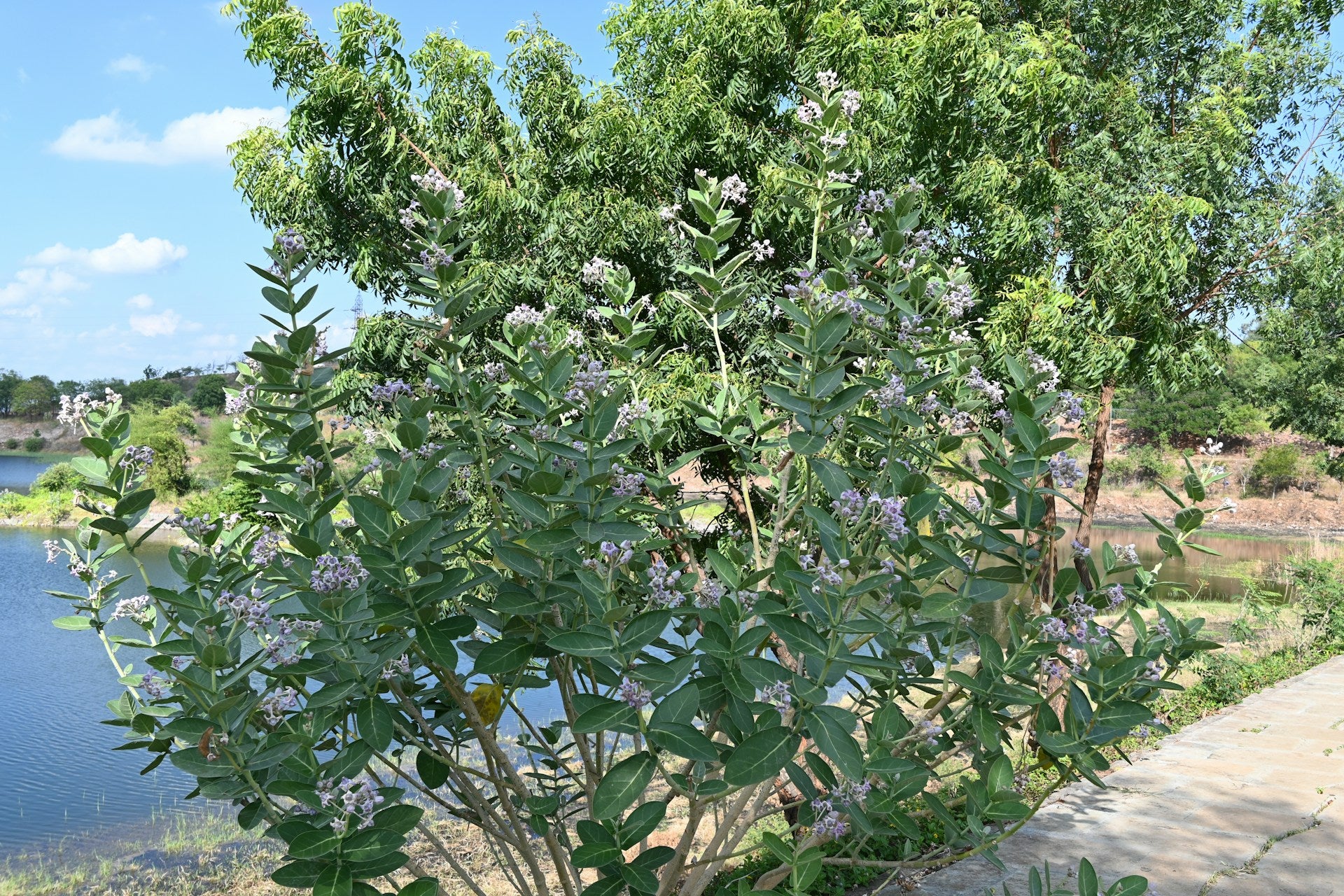 Calotropis gigantea <br>GIANT MILKWEED, CROWN FLOWER - Image 5