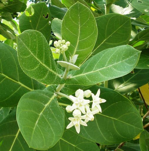 Calotropis gigantea <br>GIANT MILKWEED, CROWN FLOWER - Image 6