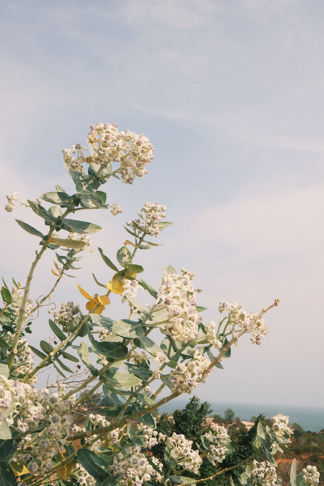 Calotropis gigantea <br>GIANT MILKWEED, CROWN FLOWER - Image 7