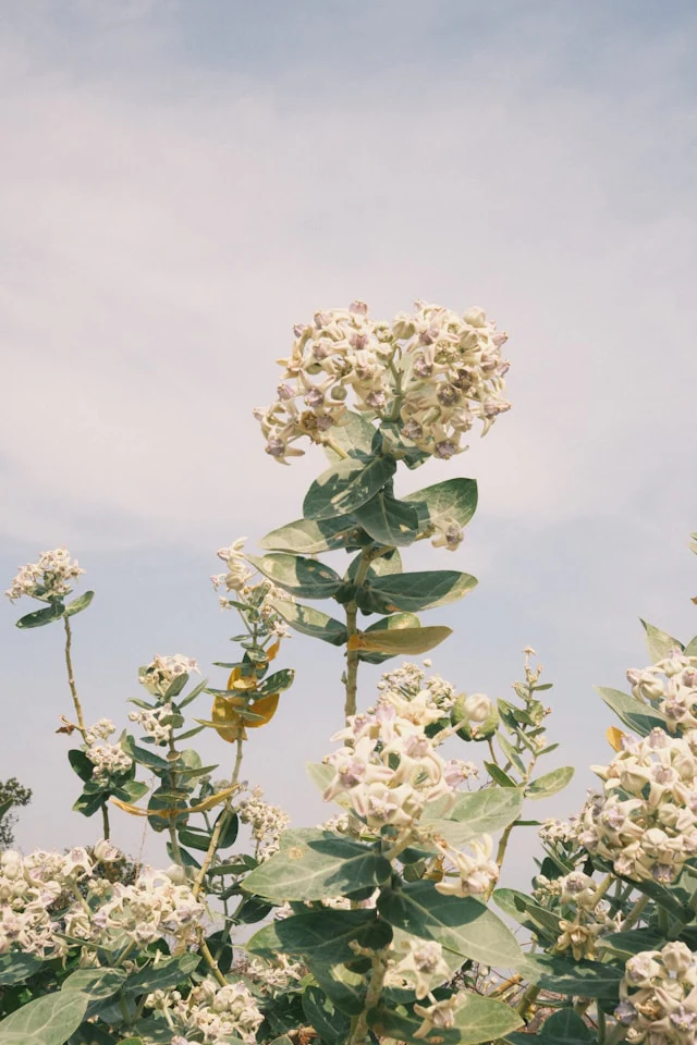 Calotropis gigantea <br>GIANT MILKWEED, CROWN FLOWER - Image 8