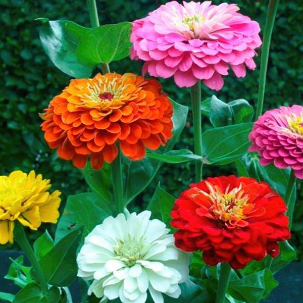Zinnia elegans <br>ZINNIA GIANTS DAHLIA-STYLE MIX