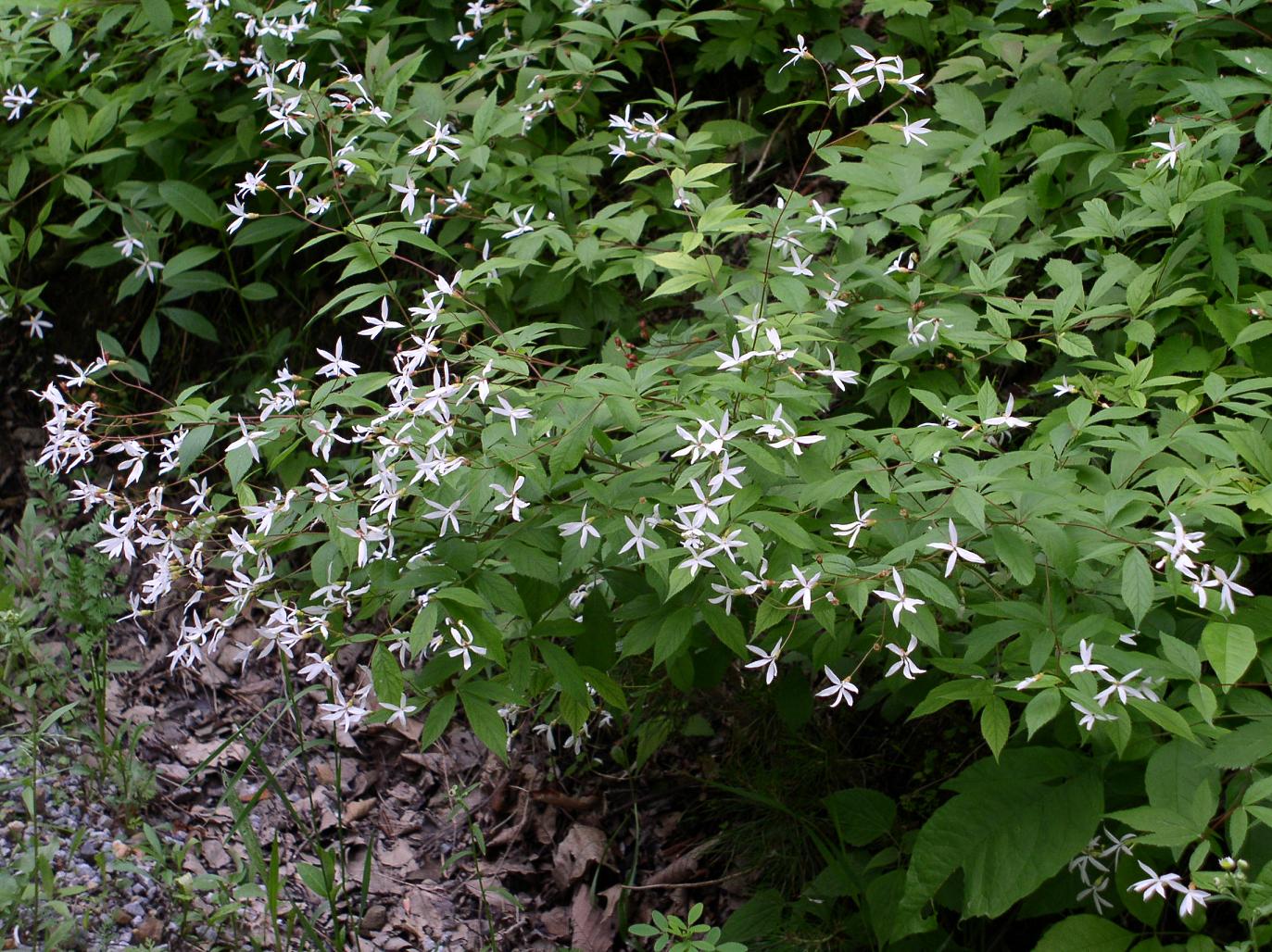 Gillenia trifoliata, Porteranthus <br>BOWMAN'S ROOT, INDIAN PHYSIC, American Ipecacuanna