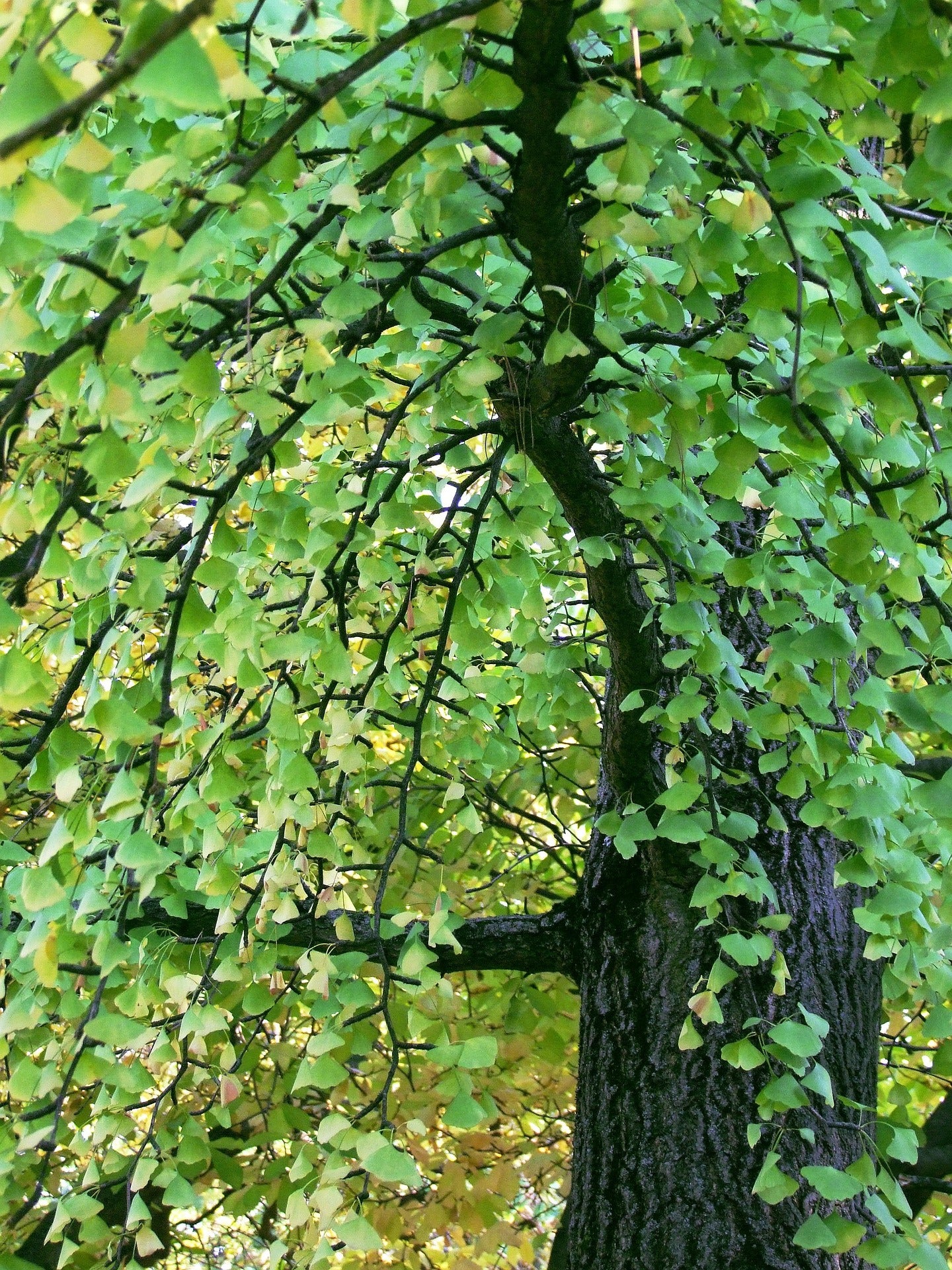 Ginkgo biloba <br>DINOSAUR FOOD, Maidenhair Tree - Image 5