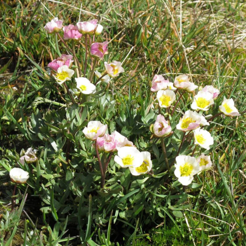 Ranunculus glacialis <br>GLACIER BUTTERCUP