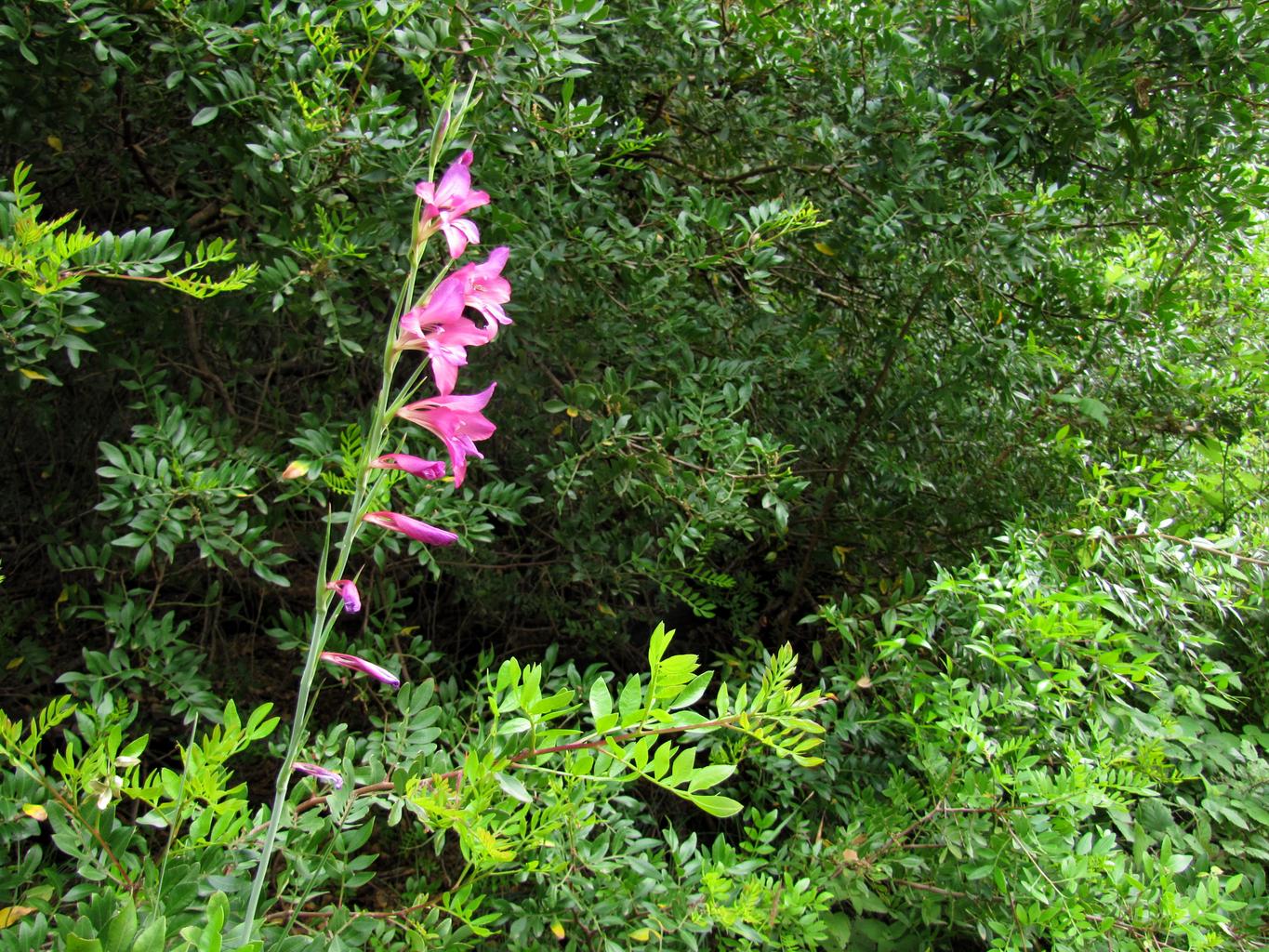 Gladiolus illyricus <br>WILD GLADIOLUS - Image 2