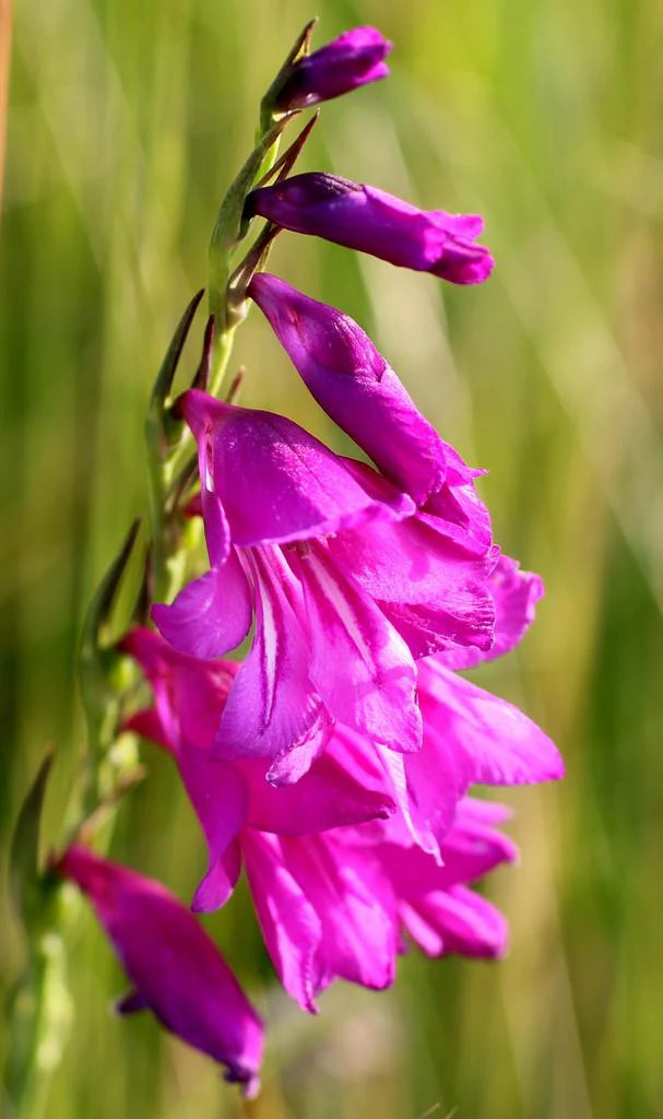 Gladiolus palustris <br>MARSH GLADIOLUS - Image 2