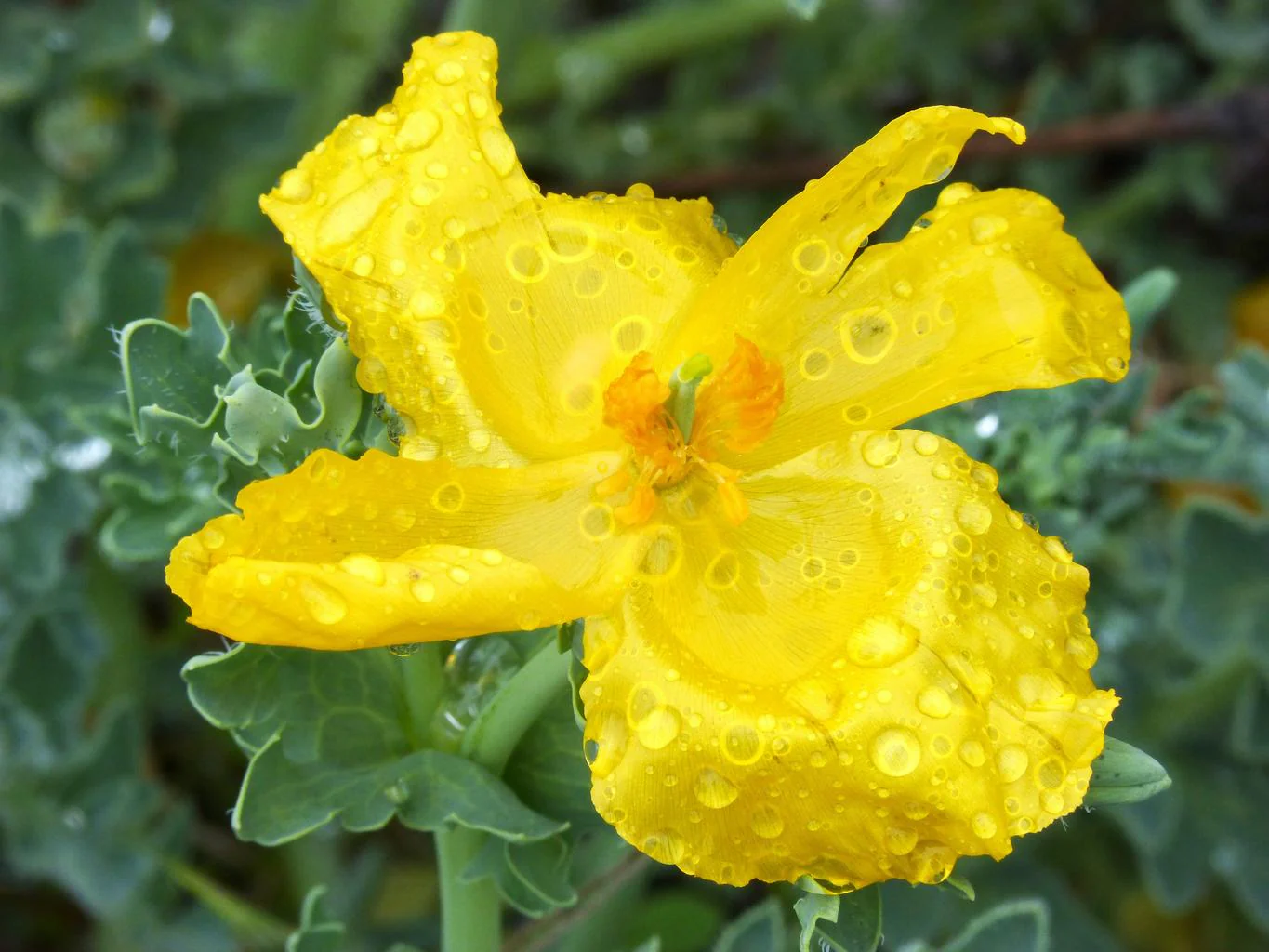 Glaucium flavum <br>YELLOW HORNED POPPY - Image 2