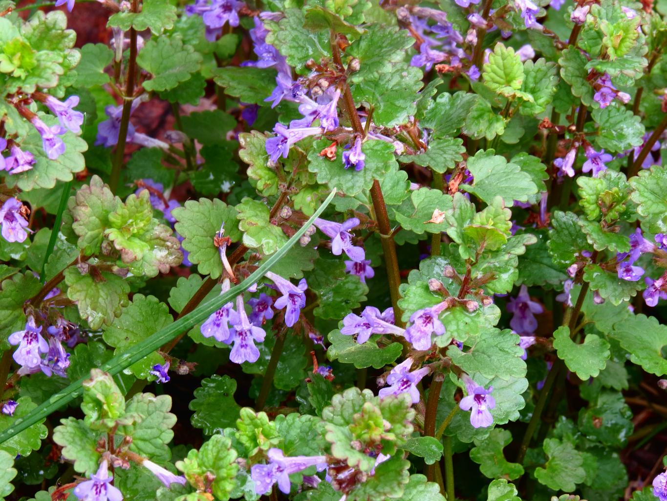 Glechoma hederacea <br>GROUND IVY, CREEPING CHARLIE