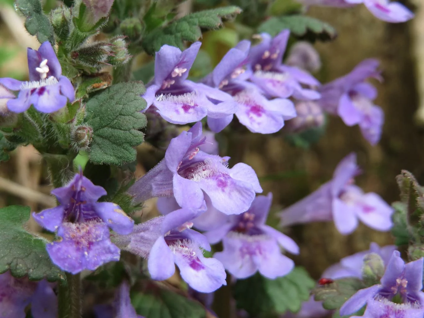 Glechoma hederacea <br>GROUND IVY, CREEPING CHARLIE - Image 2