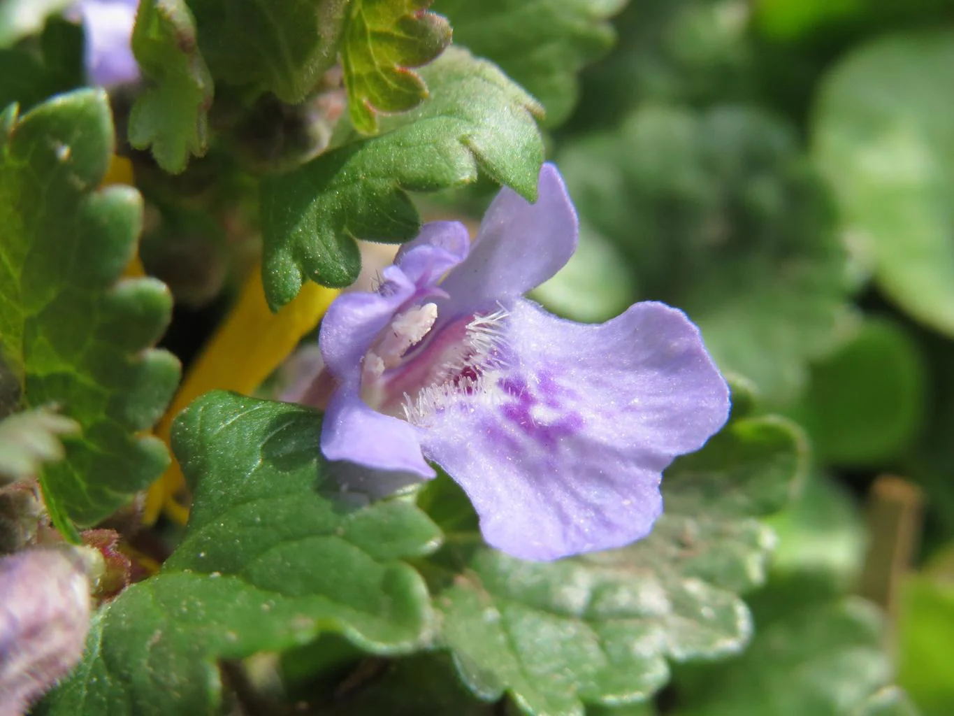 Glechoma hederacea <br>GROUND IVY, CREEPING CHARLIE - Image 3