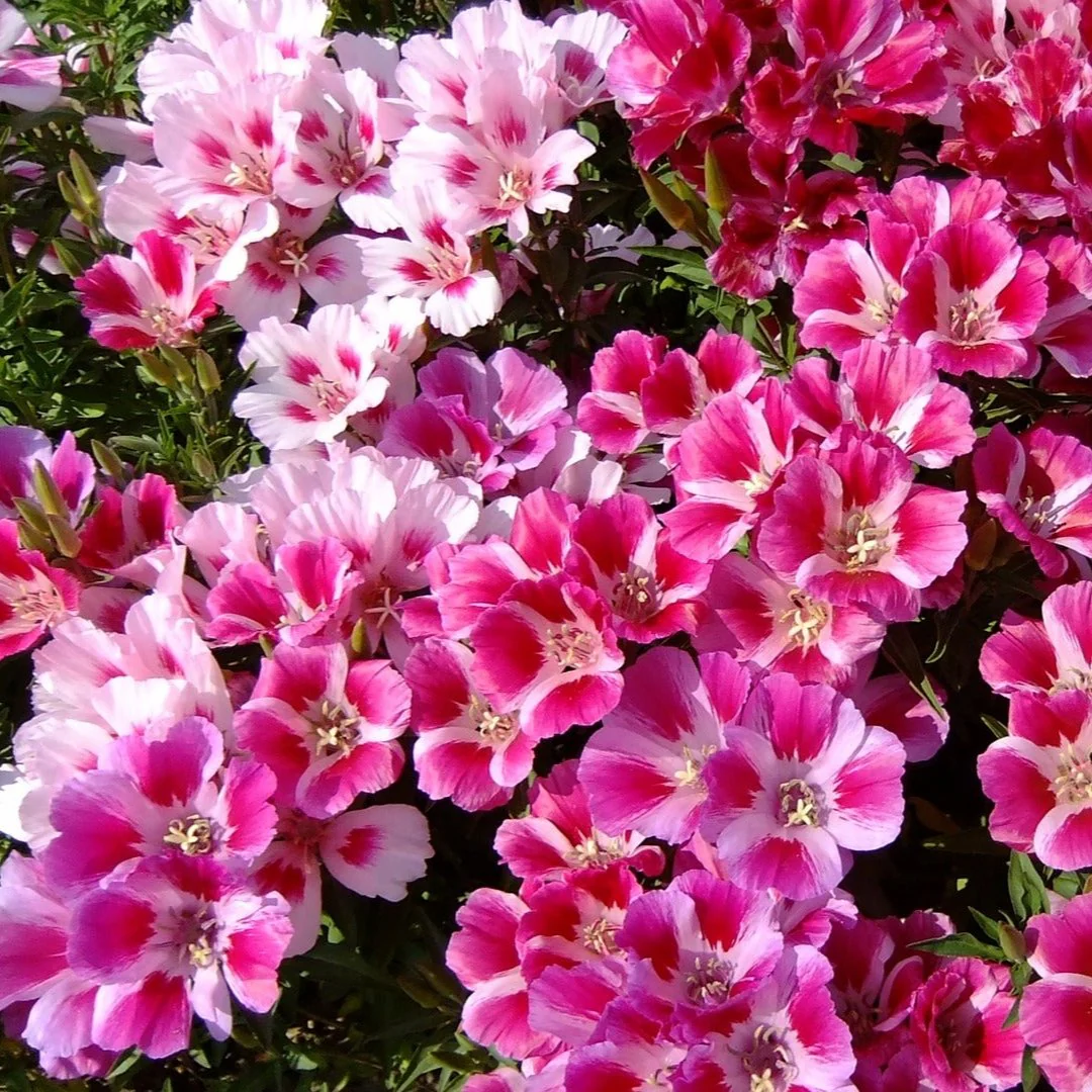 Godetia grandiflora <br>GODETIA, SATIN FLOWER