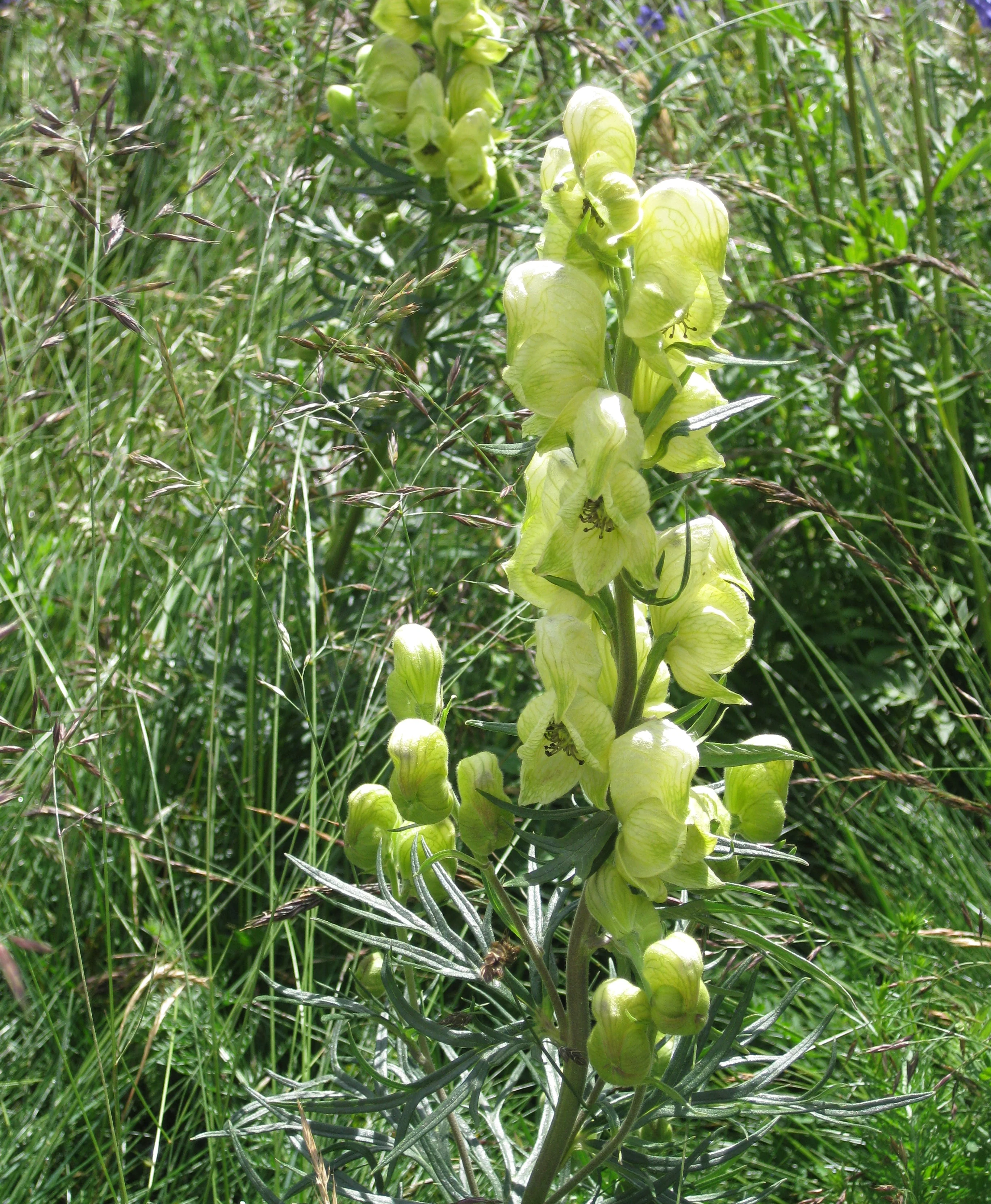 Aconitum anthora <br>GOLD MONK'S HOOD
