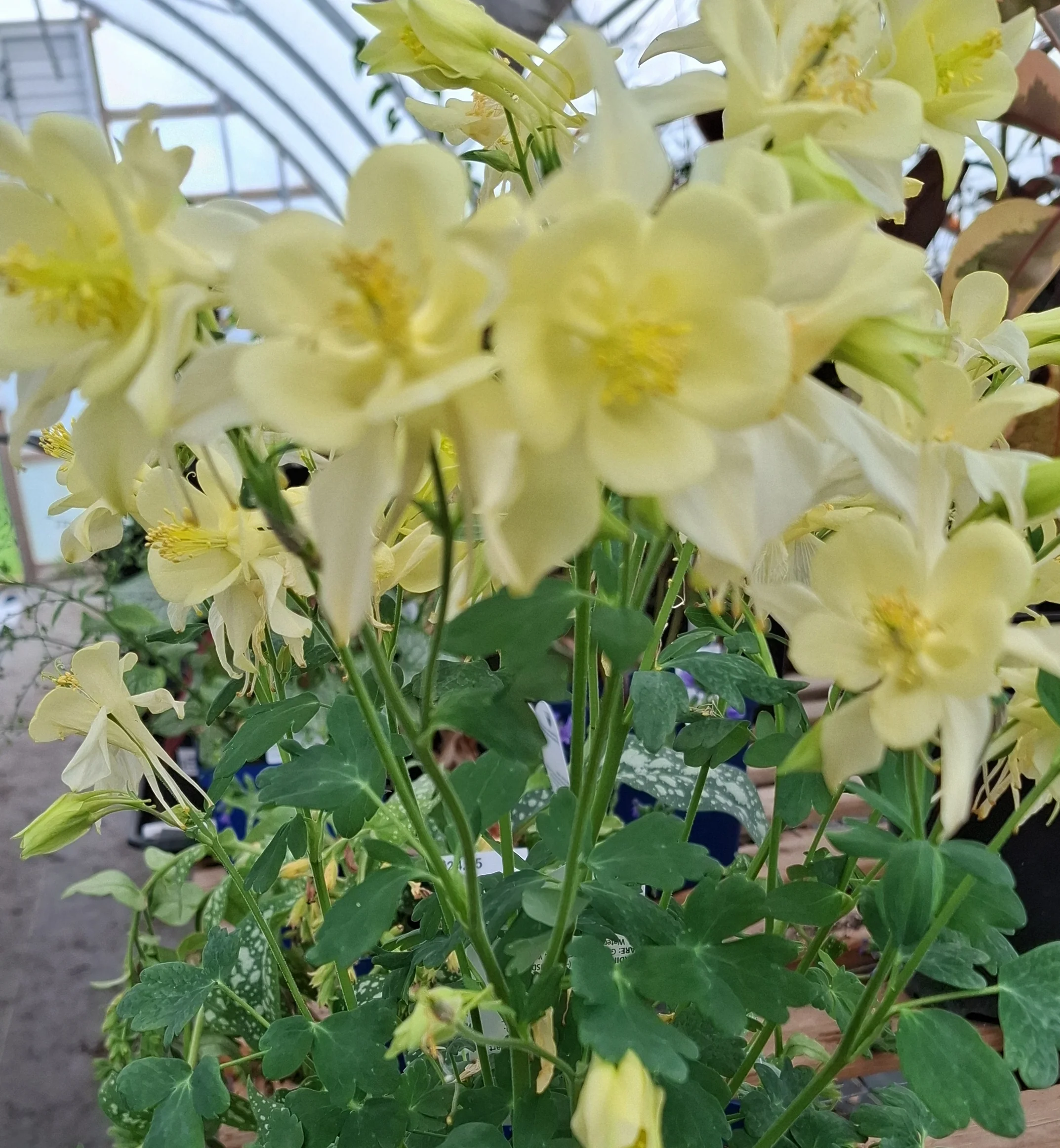 Aquilegia <br>SOFT-YELLOW COLUMBINE