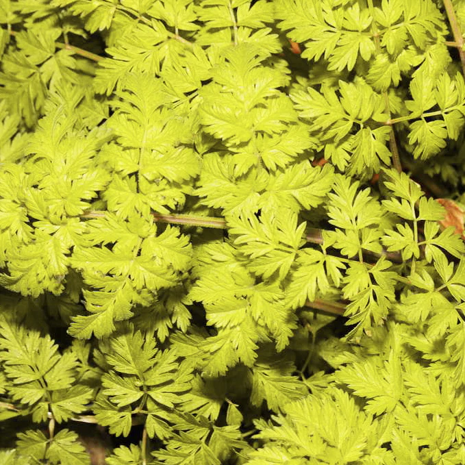 Anthriscus sylvestris <br>GOLDEN COW PARSLEY