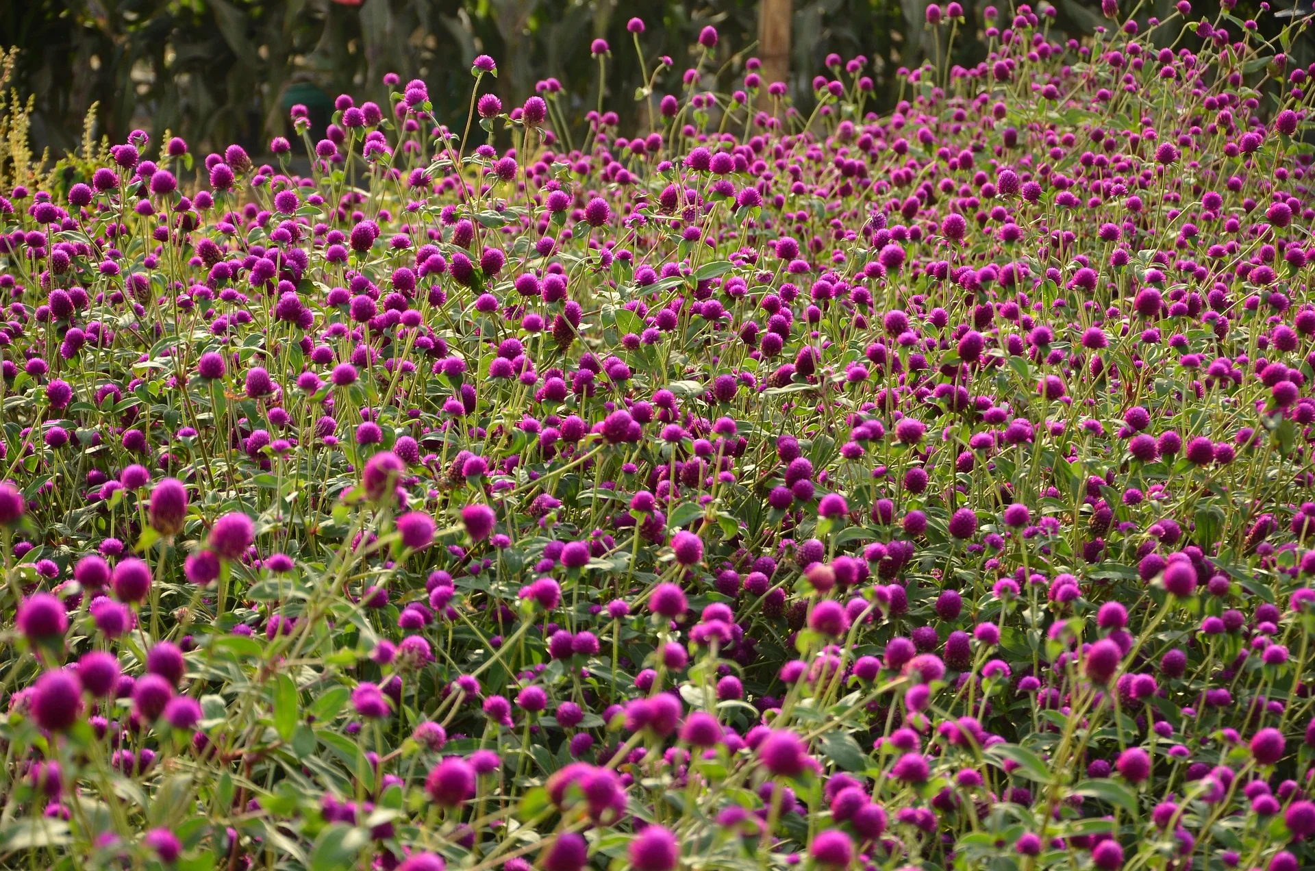 Gomphrena globosa <br>GLOBE AMARANTH