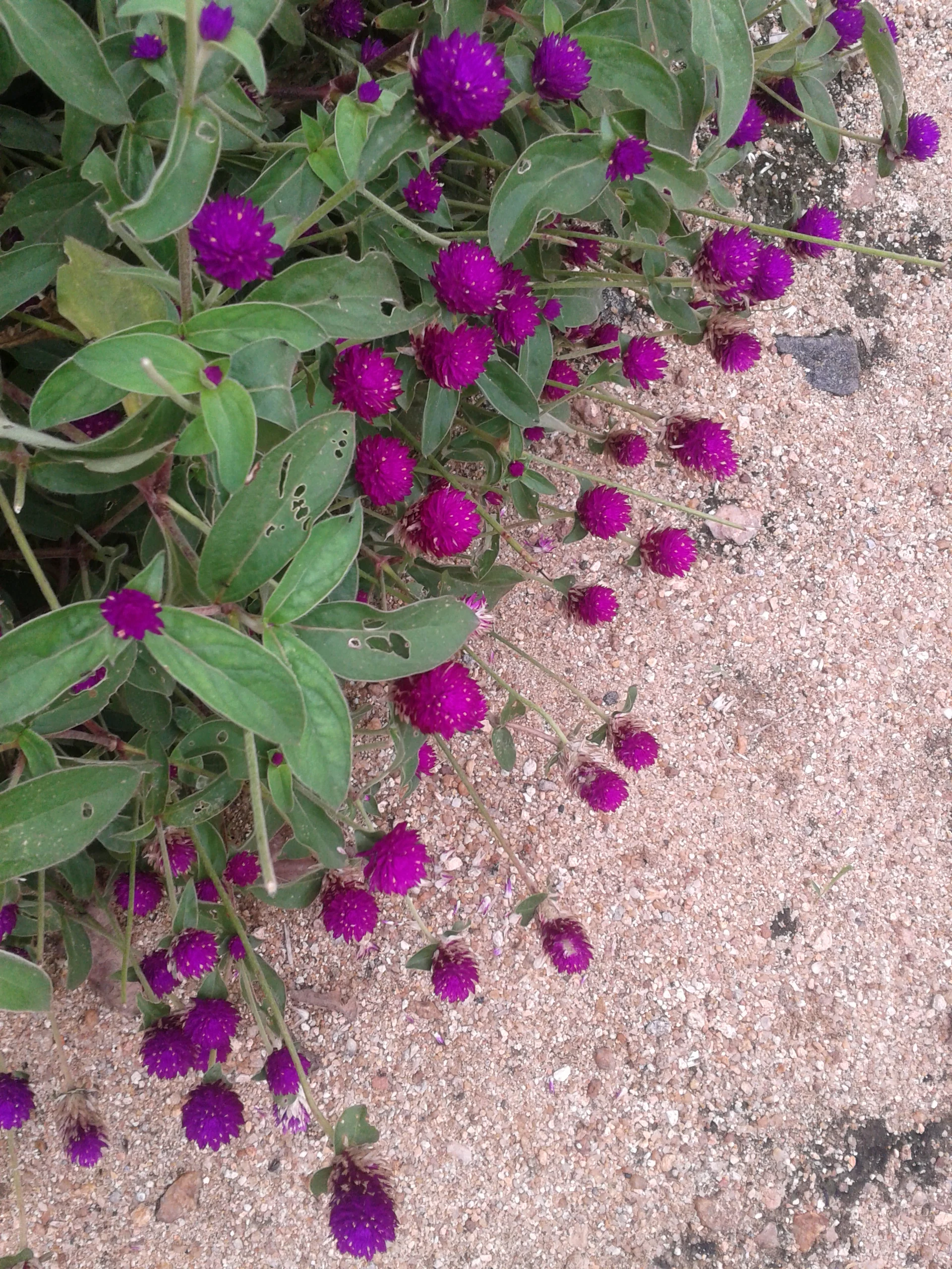 Gomphrena globosa <br>GLOBE AMARANTH - Image 2