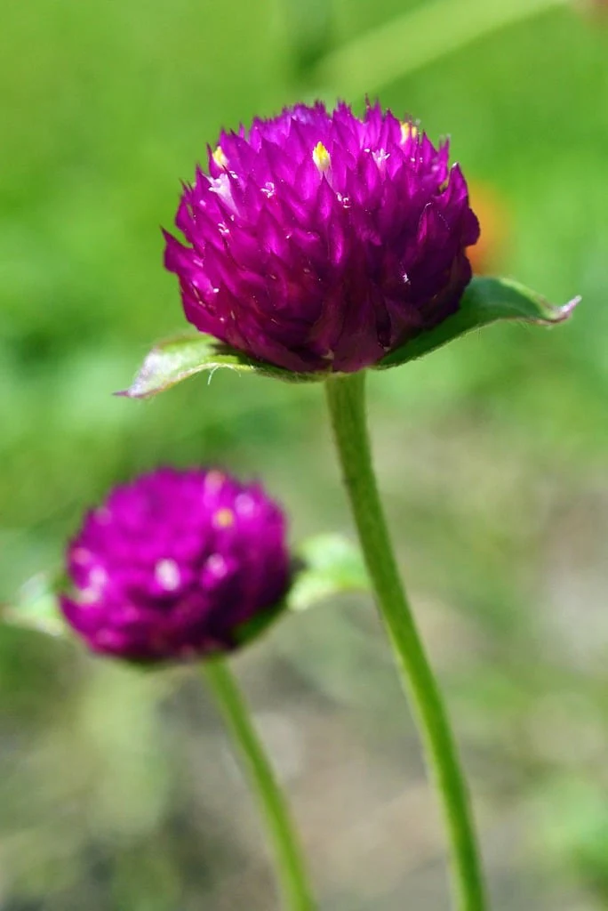 Gomphrena globosa <br>GLOBE AMARANTH - Image 3