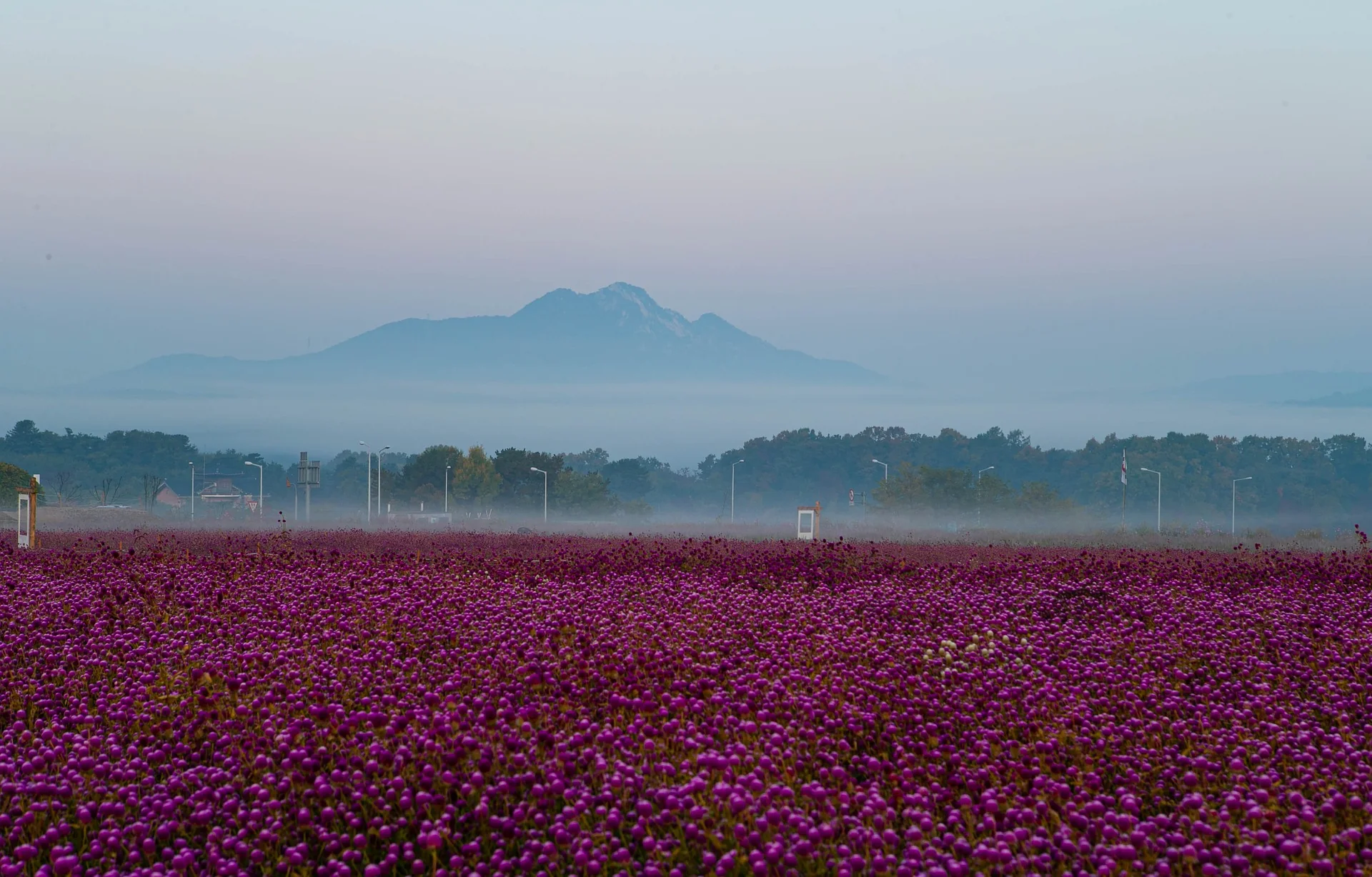 Gomphrena globosa <br>GLOBE AMARANTH - Image 4