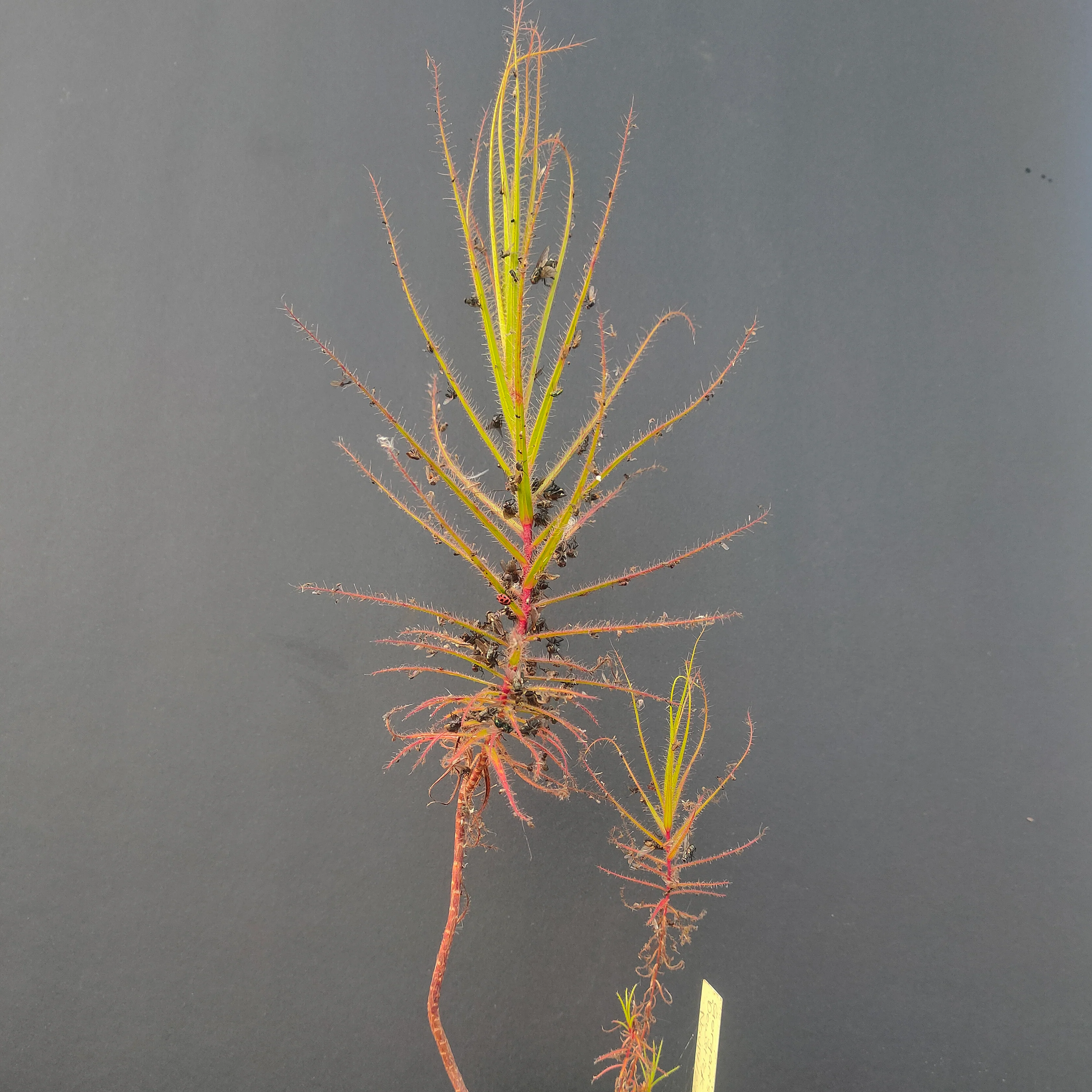 Roridula gorgonias <br>GORGINS DEWSTICK - Image 3