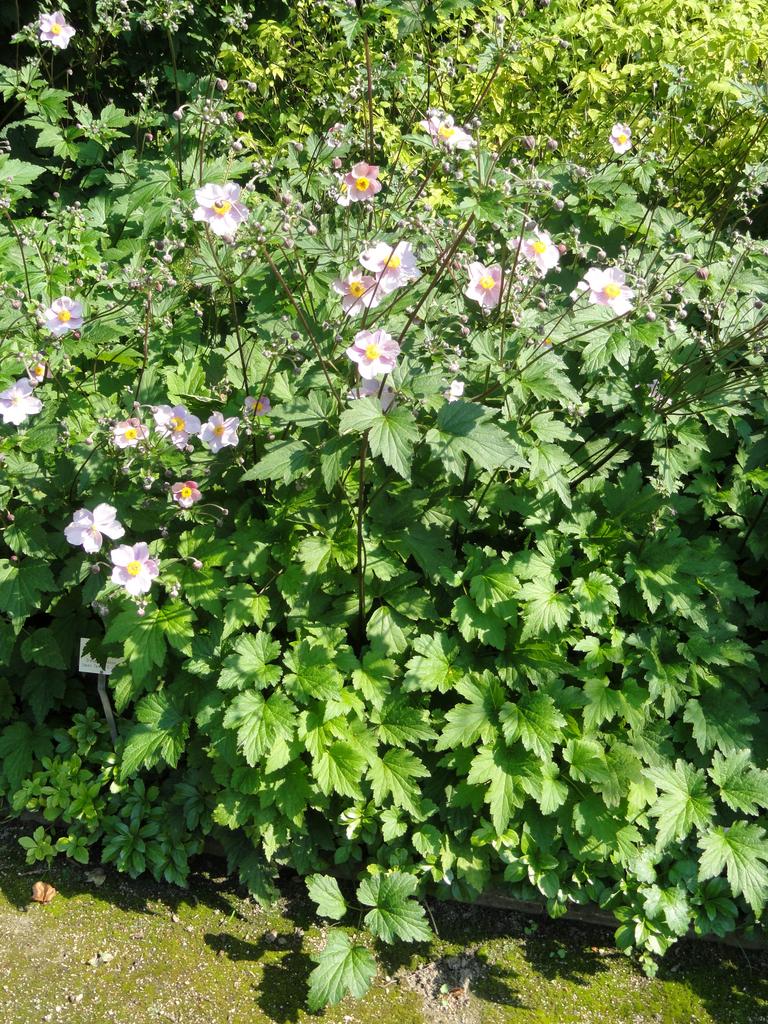 Anemone tomentosa <br>GRAPELEAF ANEMONE - Image 4
