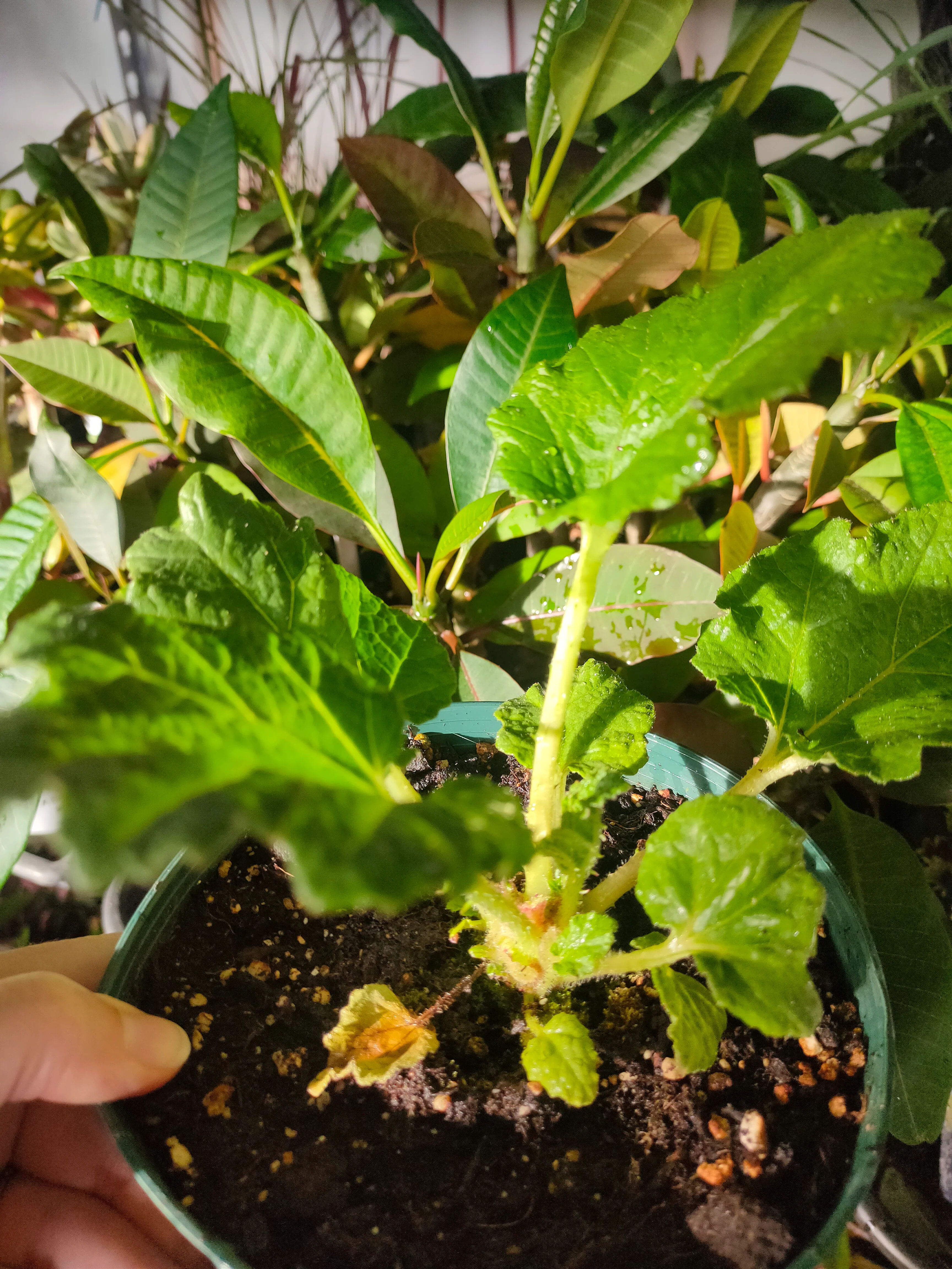 Gunnera manicata <br>GUNNERA, DINOSAUR FOOD - Image 2