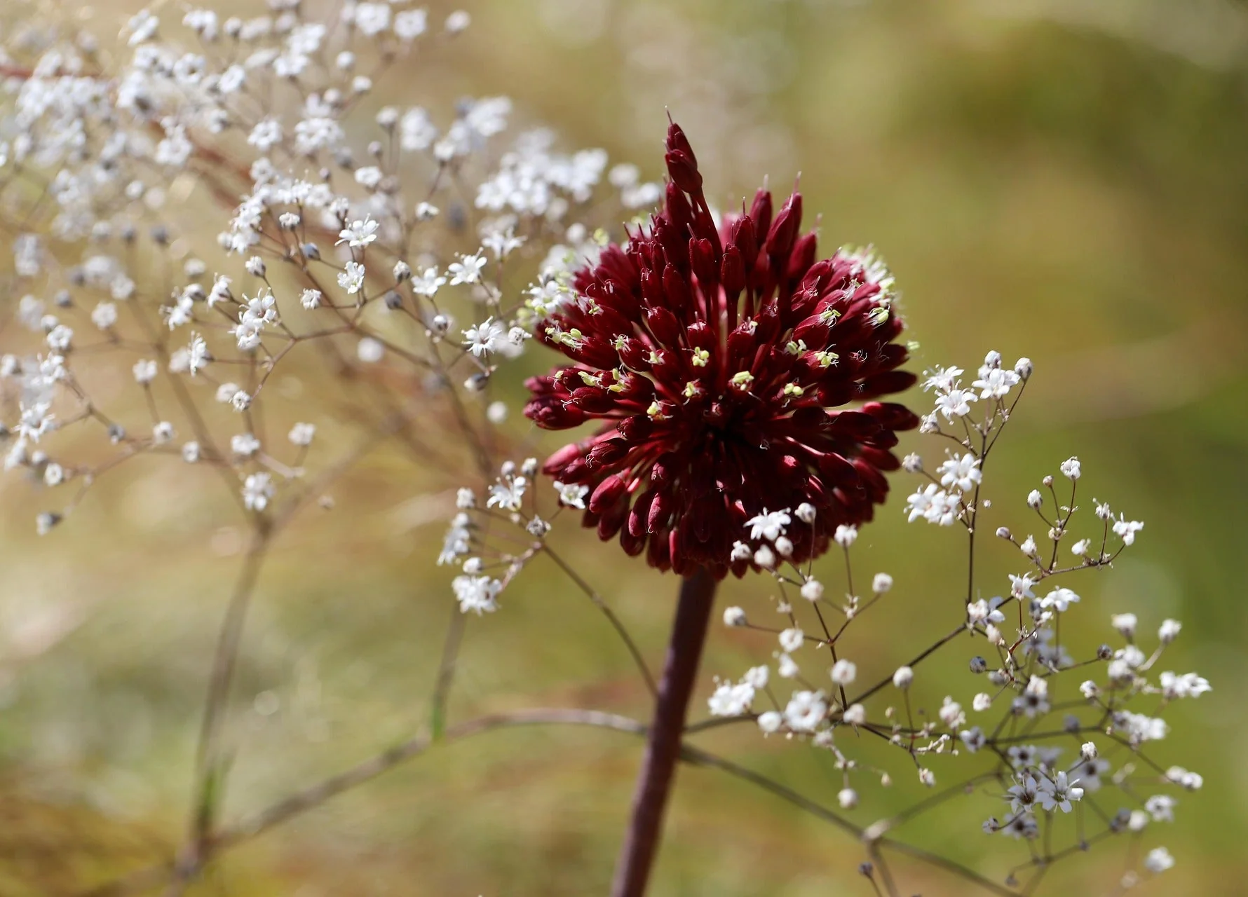 Gypsophila paniculata <br>BABY'S BREATH