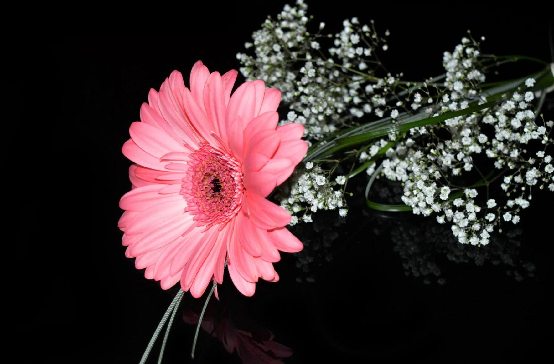 Gypsophila paniculata <br>BABY'S BREATH - Image 2