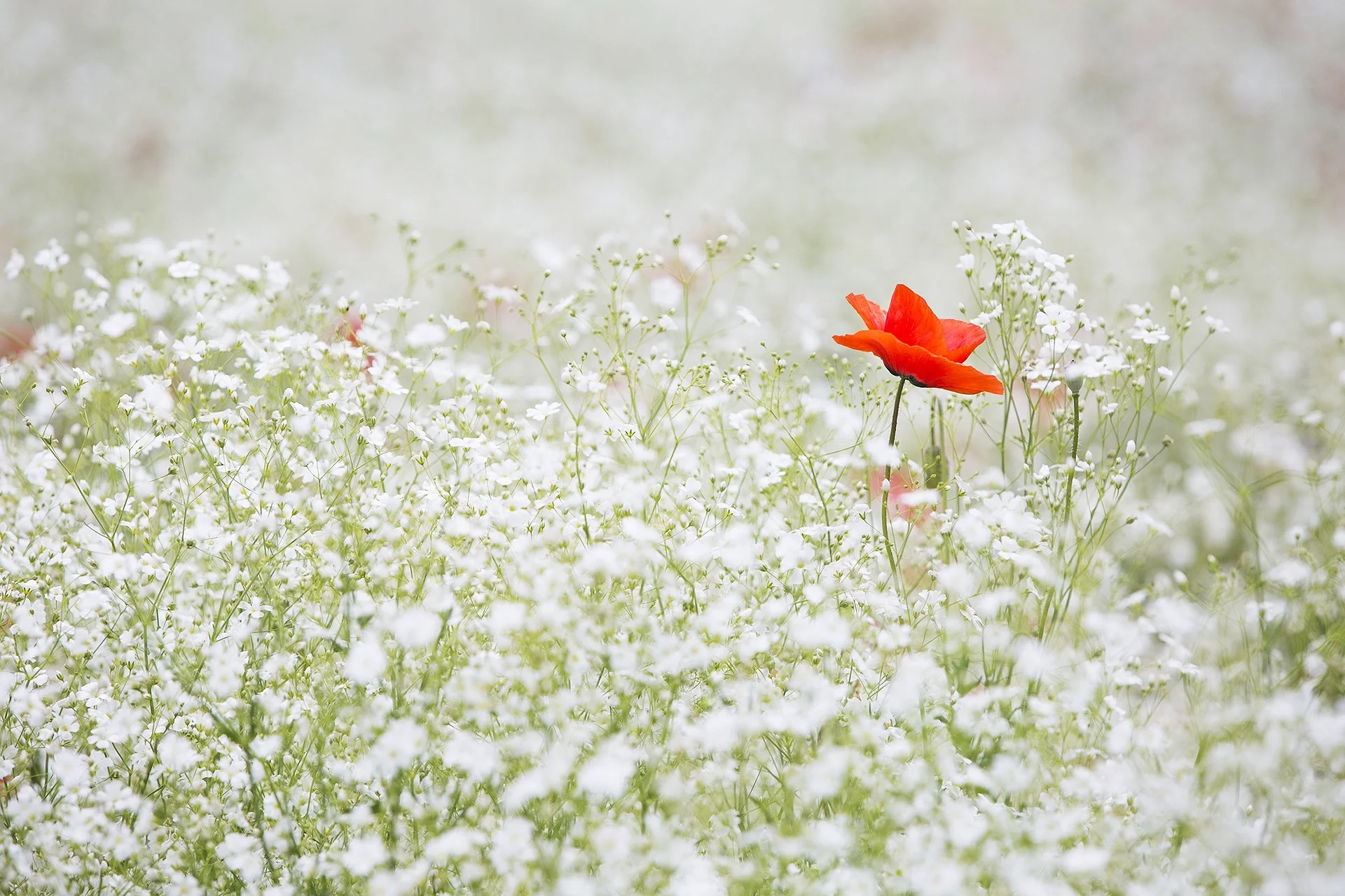 Gypsophila paniculata <br>BABY'S BREATH - Image 3