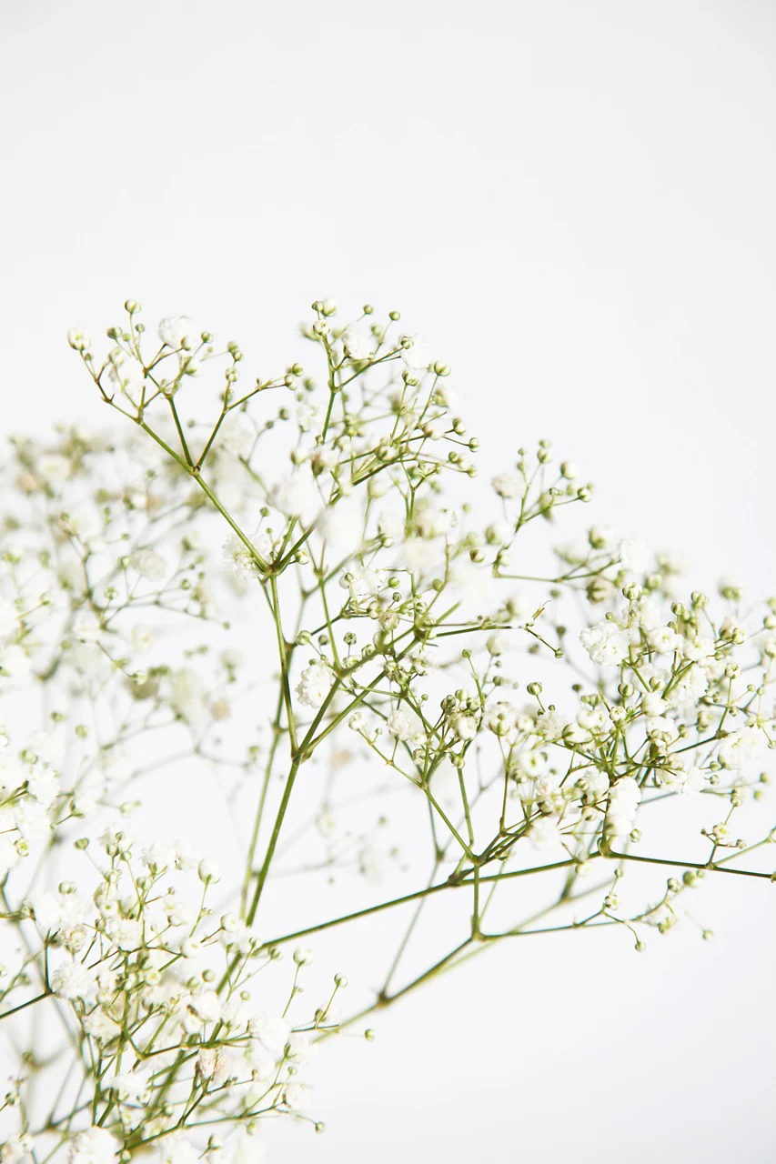 Gypsophila paniculata <br>BABY'S BREATH - Image 4