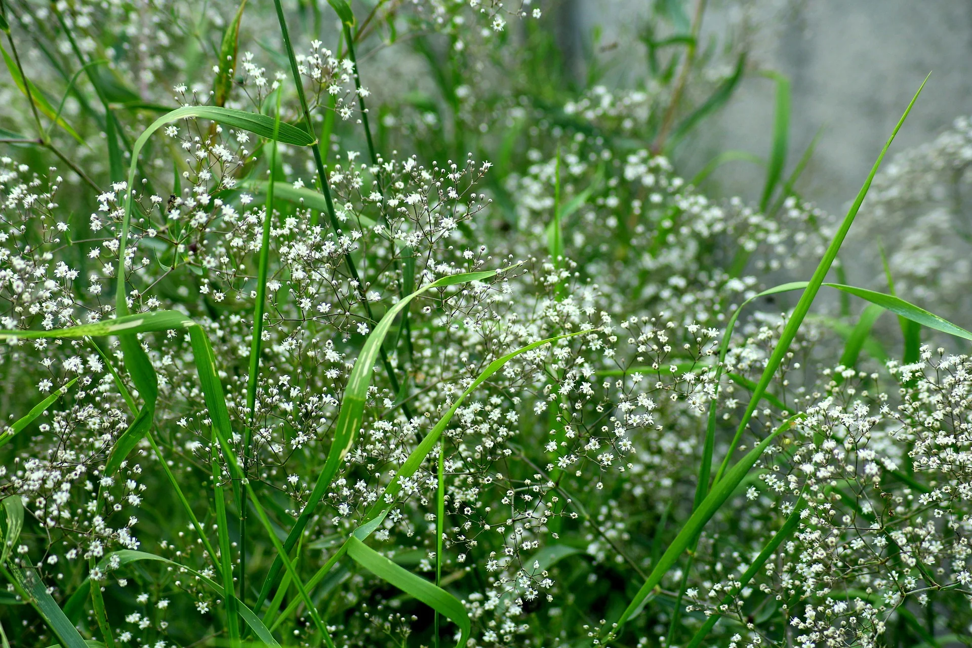 Gypsophila paniculata <br>BABY'S BREATH - Image 5