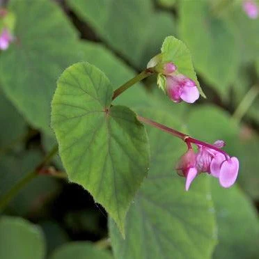 Begonia grandis evansiana <br>BEGONIA HARDY