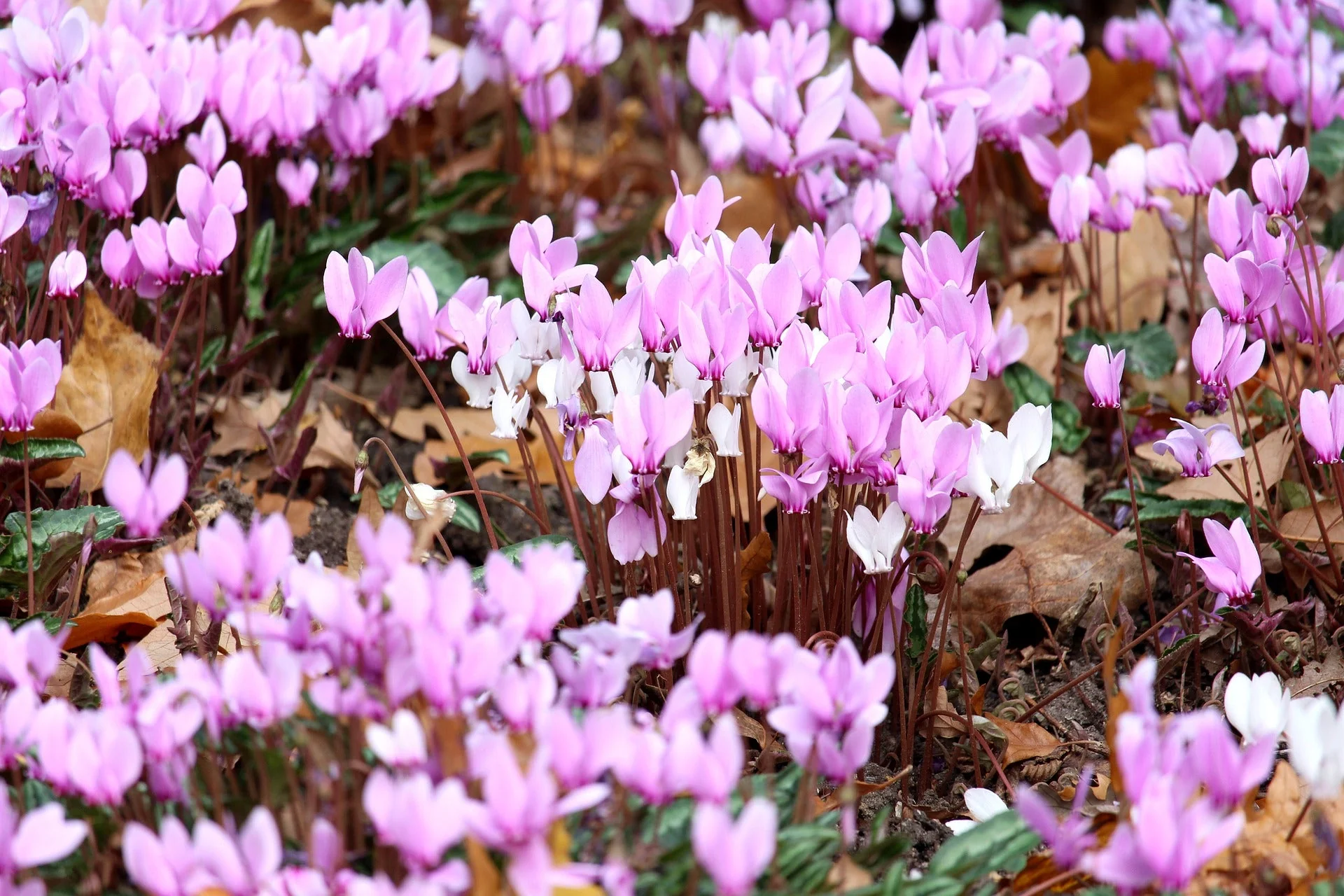 Cyclamen hederifolium <br>HARDY IVY LEAVED CYCLAMEN MIX - Image 2